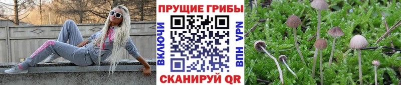 Псилоцибиновые грибы прущие грибы Карабаново